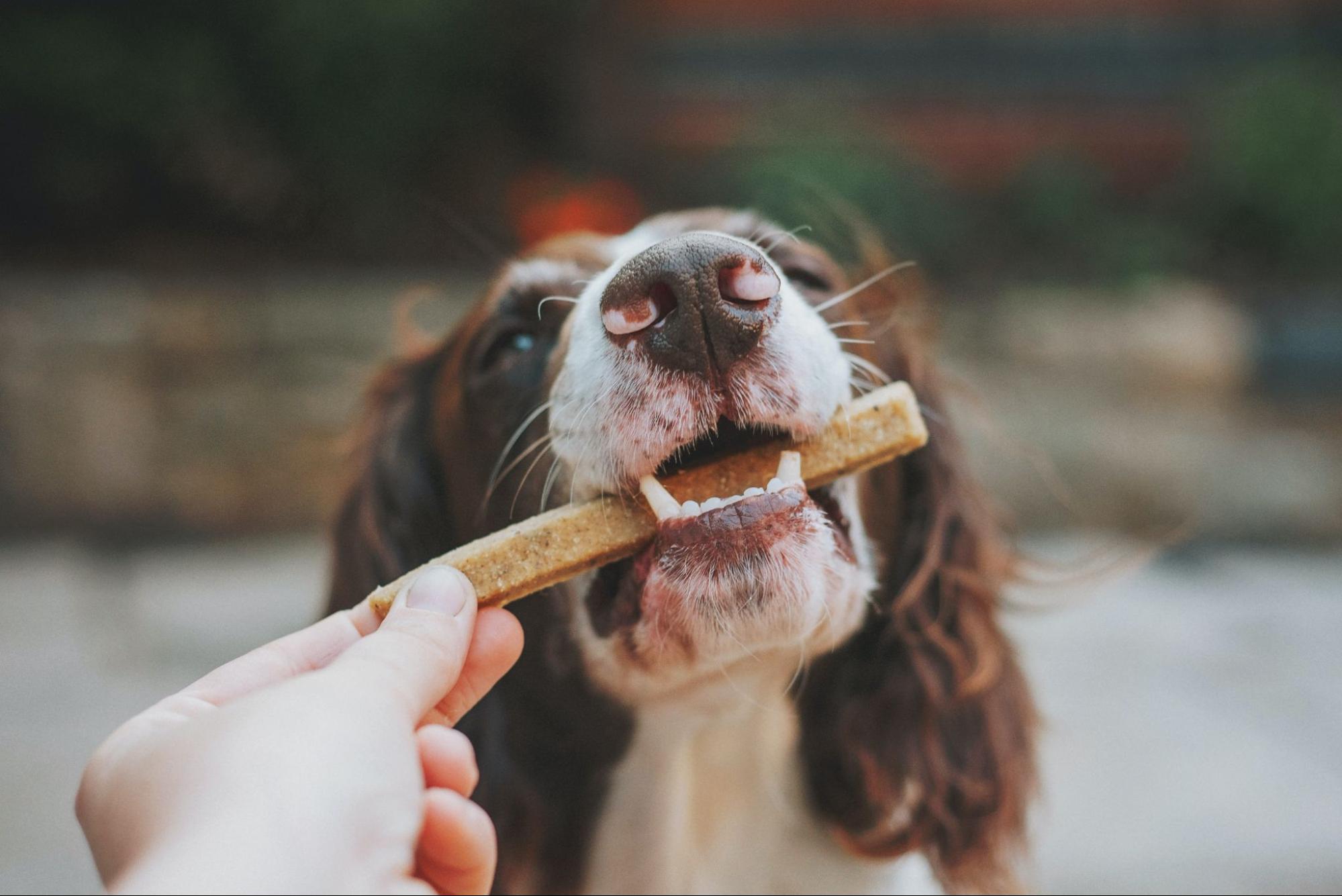 Dog biscuit