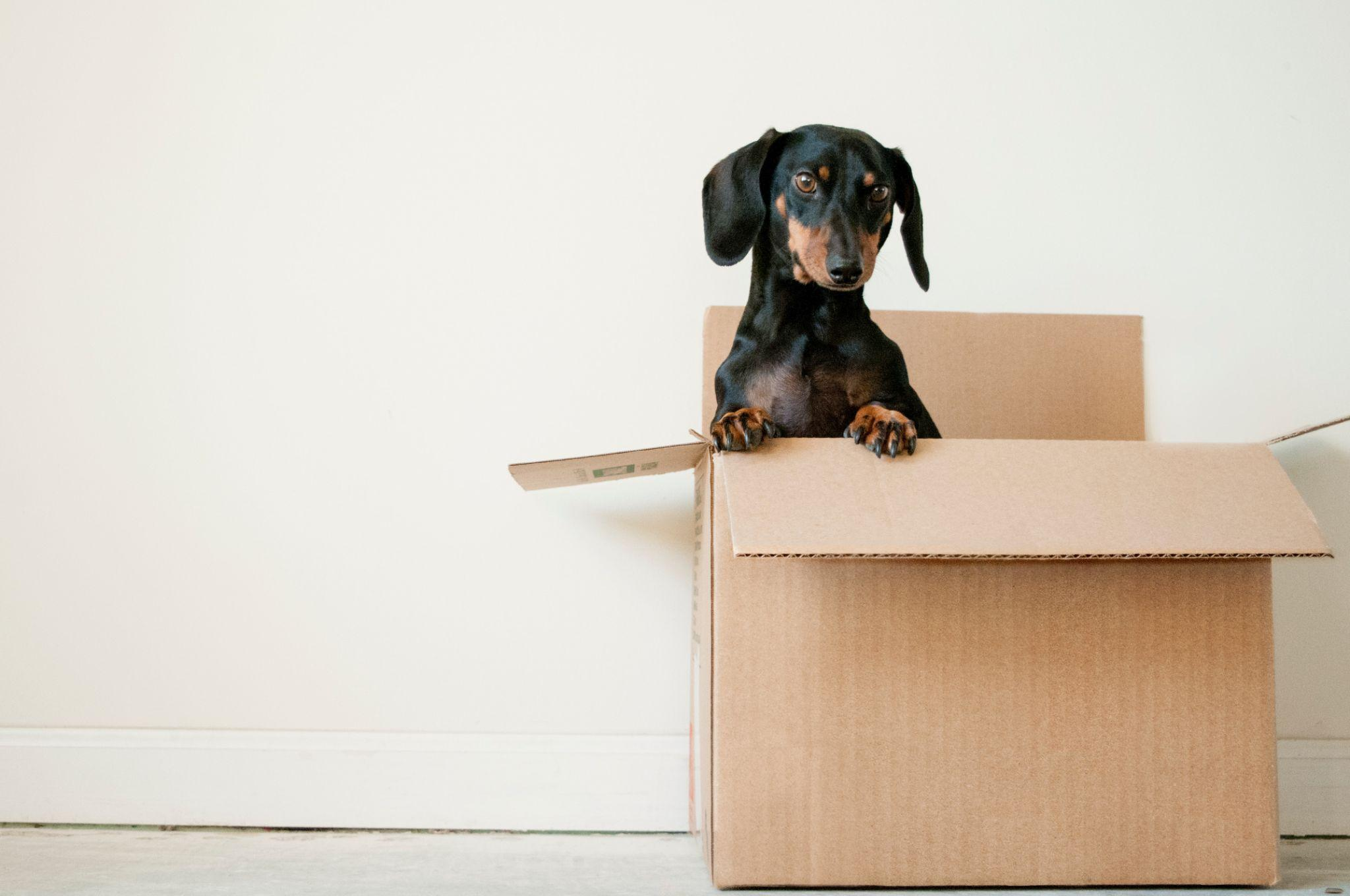 What to Know Before You Bring a New Pet Home