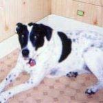 Agnes - Pet Loss - Pets in Peace