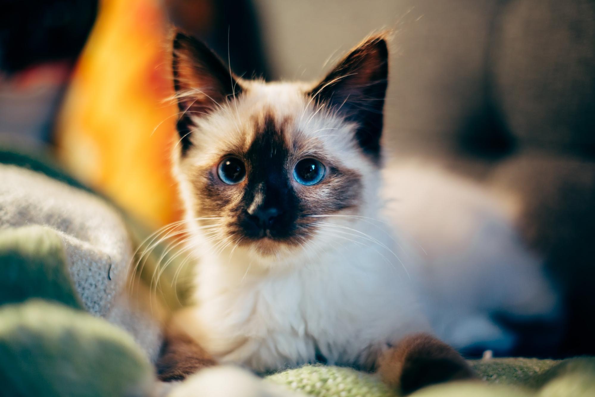 cat with blue eyes