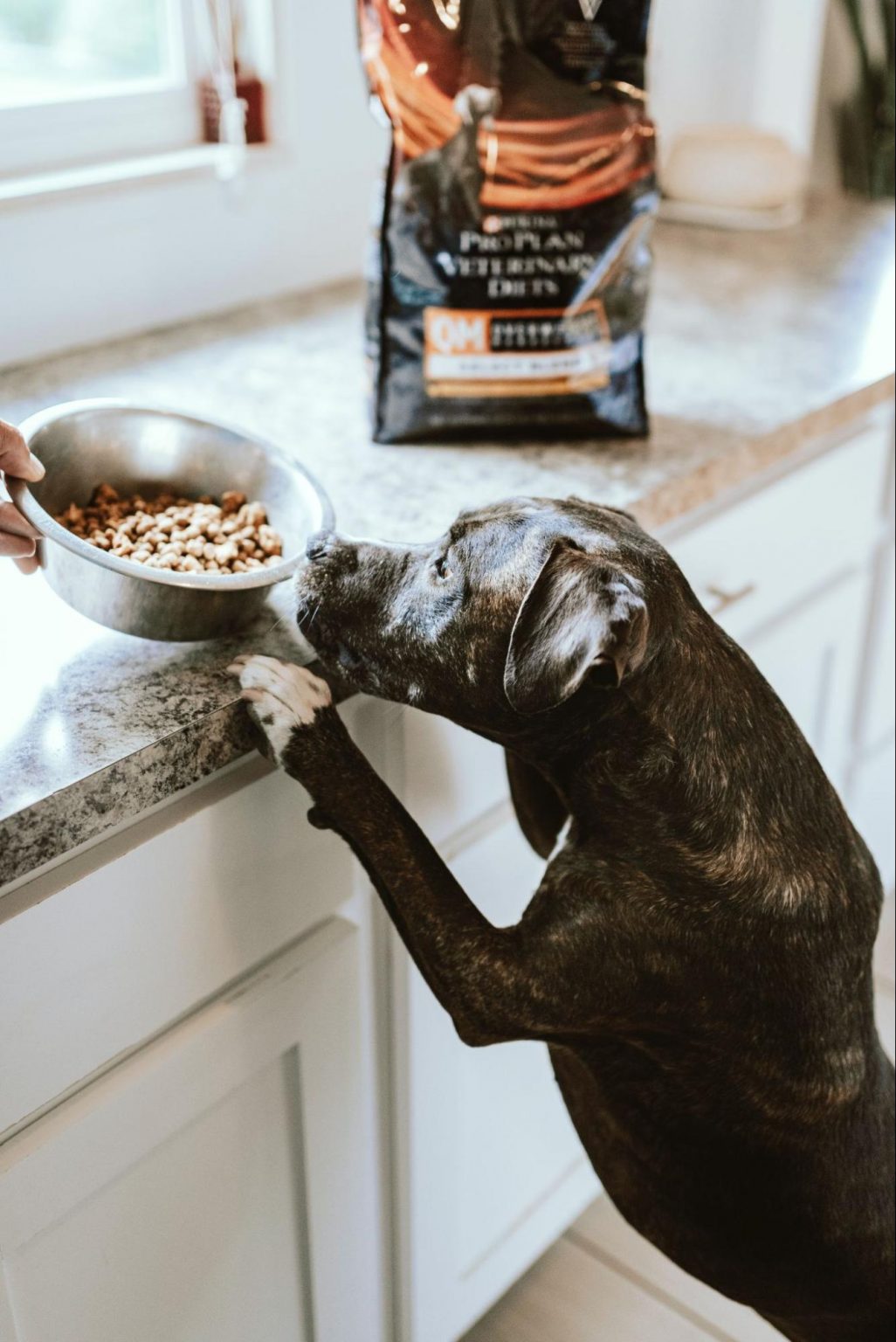 Homemade Pet Food Made Easy