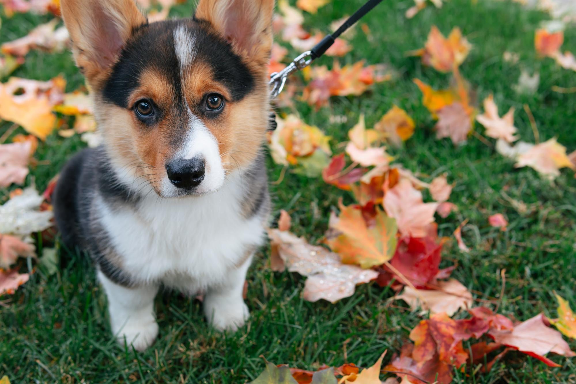 dog in the garden