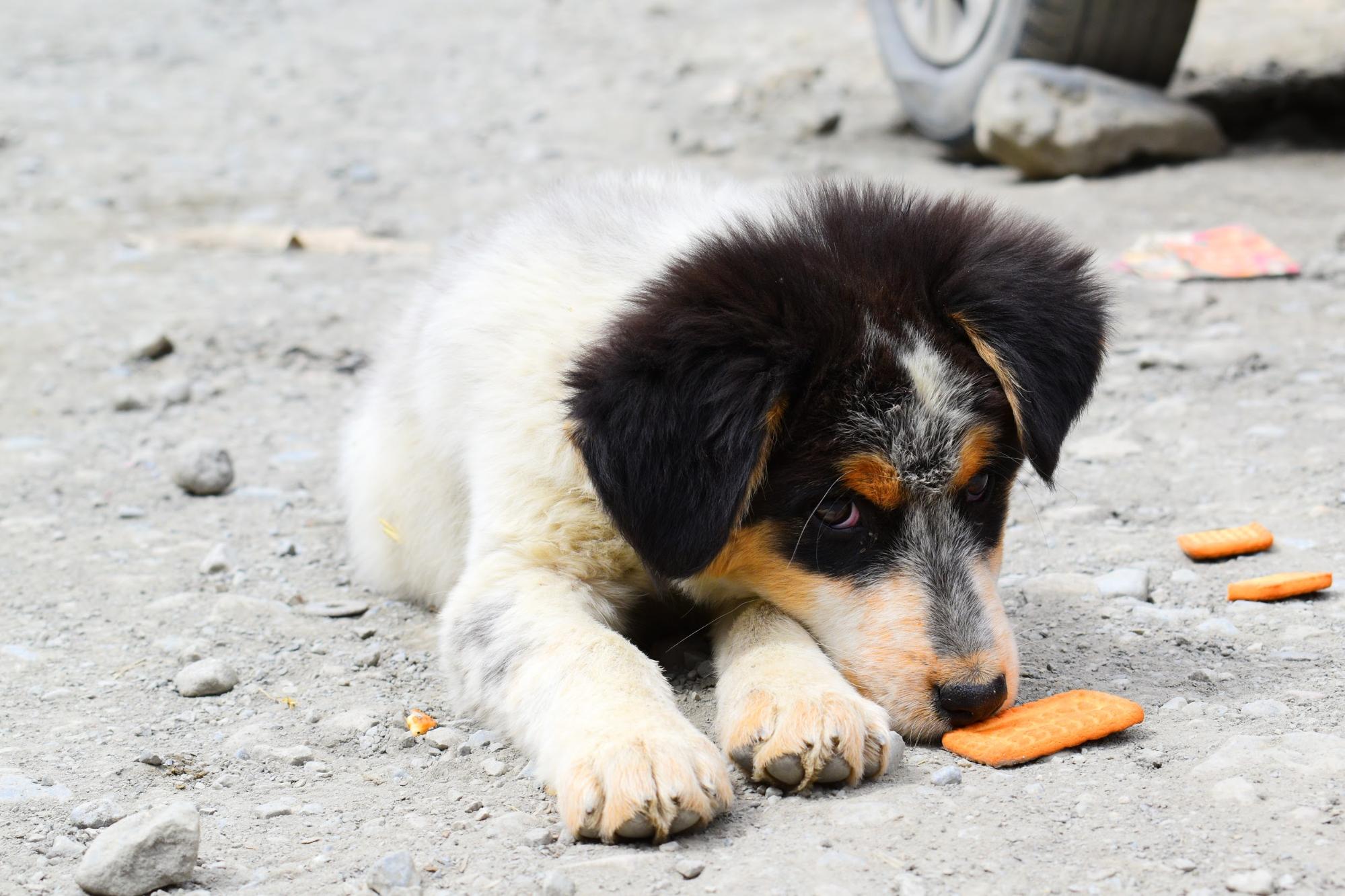 dog with cookie