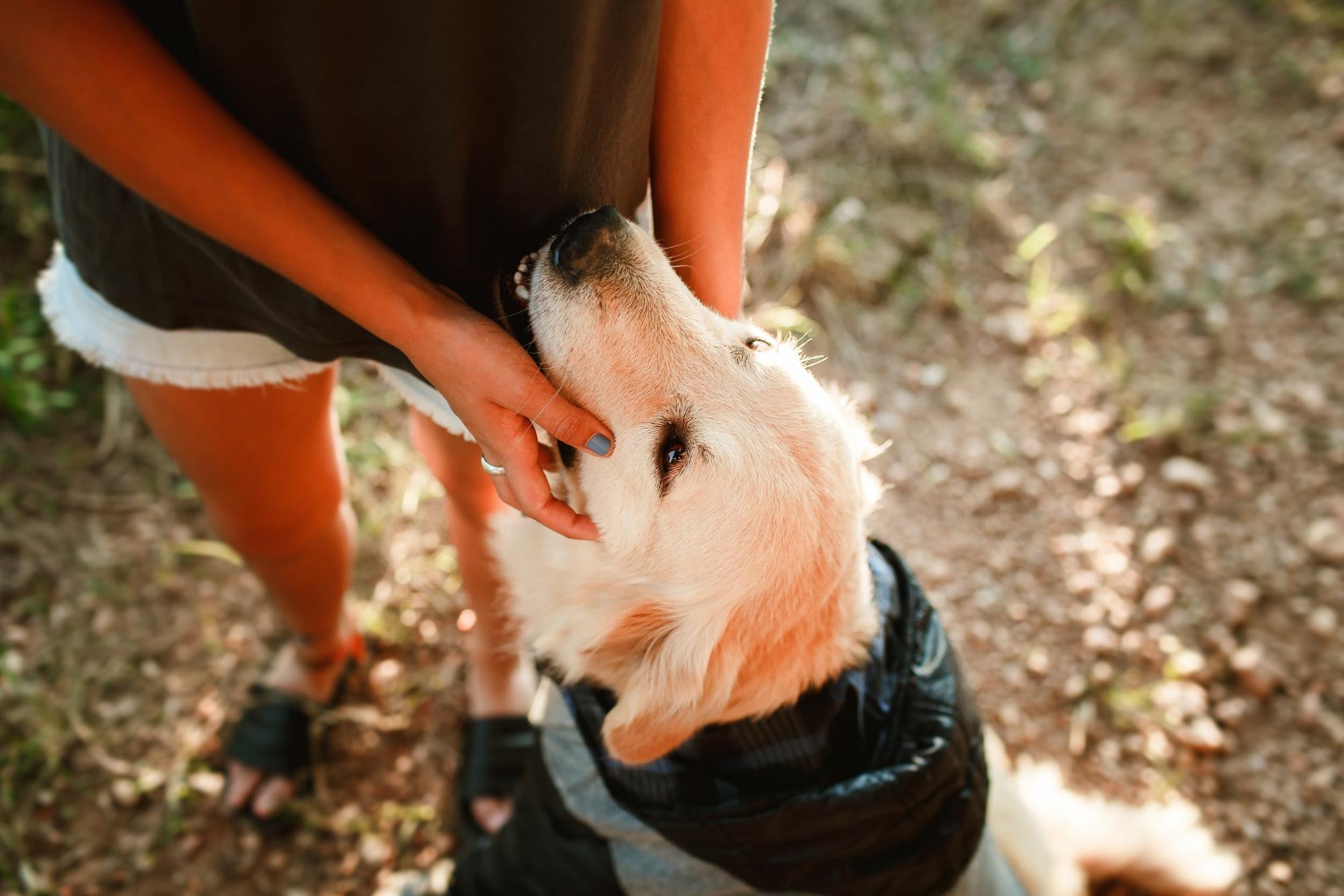 dog with man