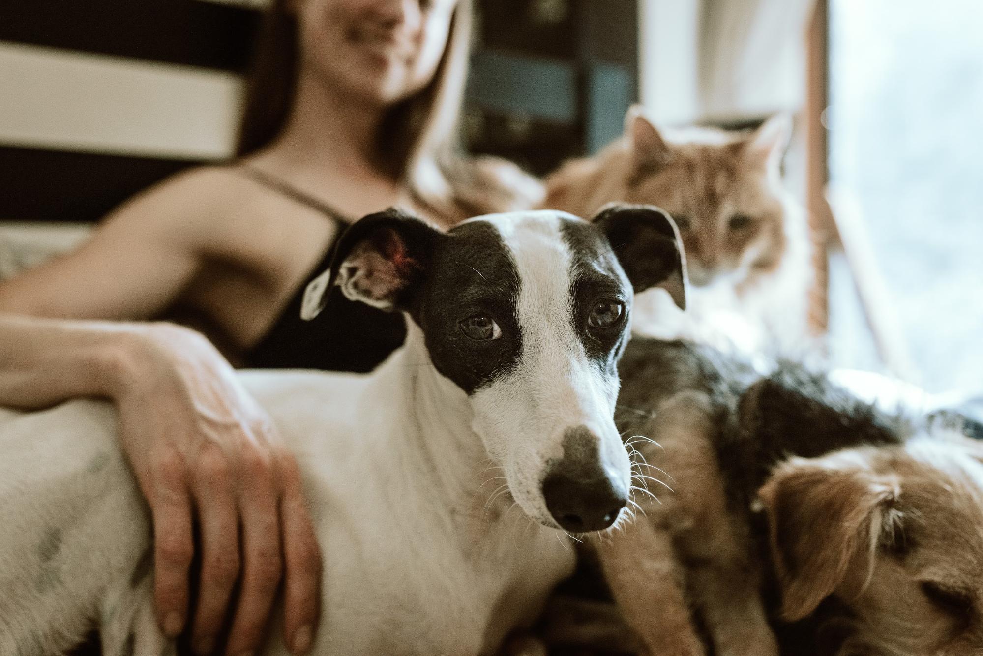 girl with cat and dog