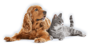 Pets in Peace - Memorial for Pets