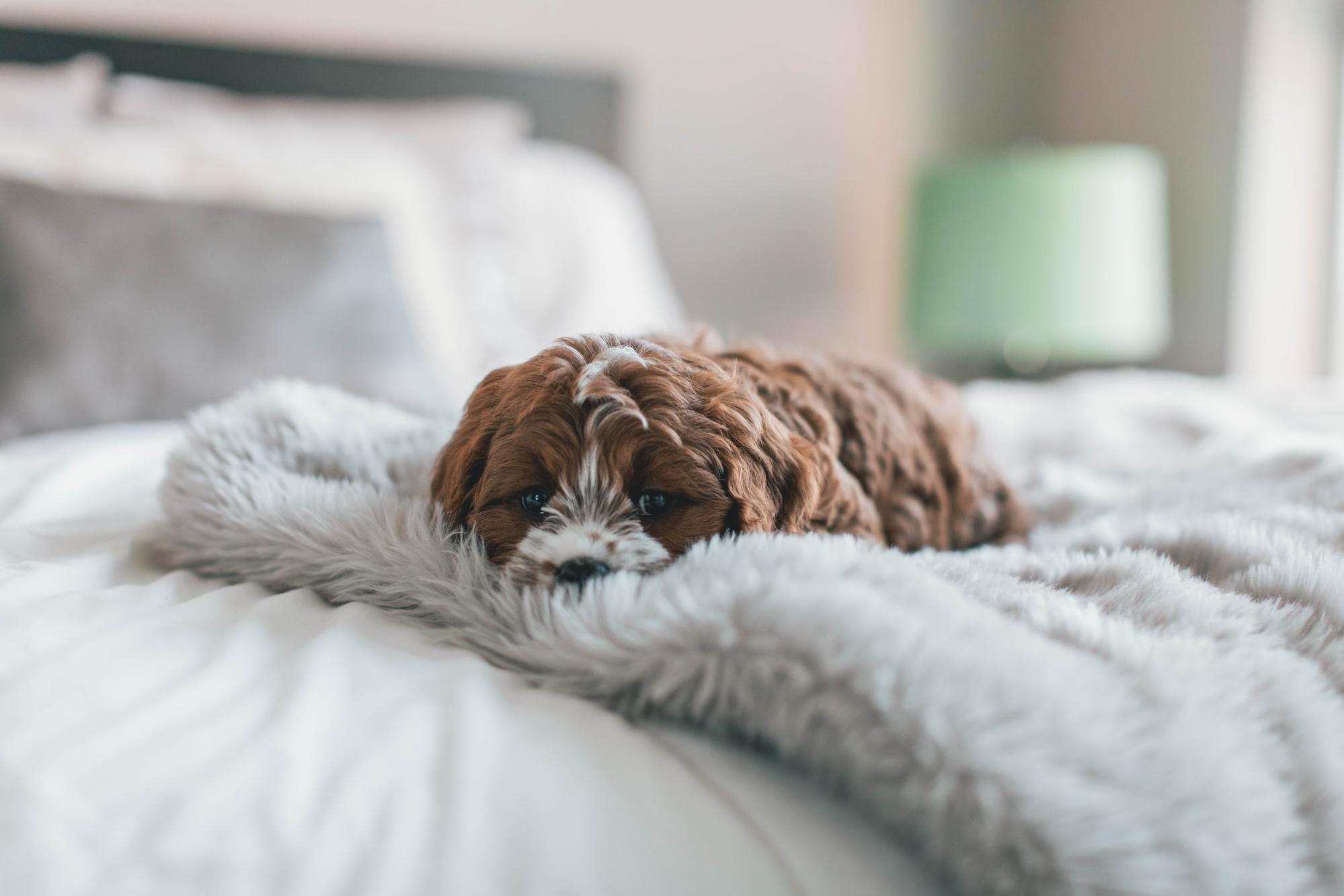 puppy on the bed